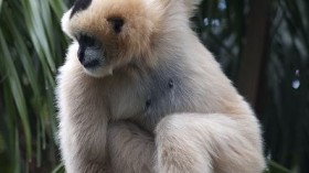 female Northern White-cheeked Gibbon