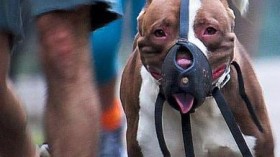 A man walks with his pit bull in a muzzle 