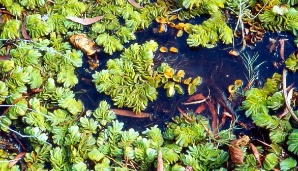 CSIRO ScienceImage 1108 Salvinia Salvinia molesta