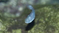 Devil's Hole Pupfish