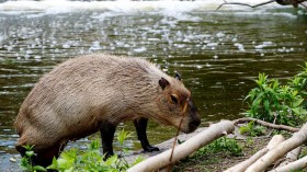 Capybara