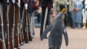 Nils Olav the Penguin