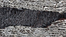 Over ten thousand pieces of shark fins are dried on the rooftop of a factory building in Hong Kong January 2, 2013