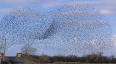 Rail Bridge Swarm of Starlings