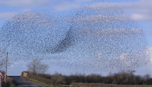 Rail Bridge Swarm of Starlings