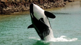 Orca