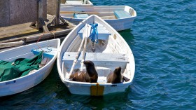 Sea lion boat