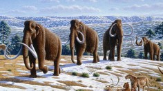 Woolly Mammoth