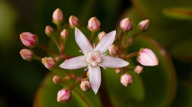 Crassula ovata RTBG