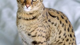 Savannah cat 