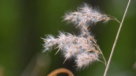 Every Fifth Berlin Is Affected By Hay Fever