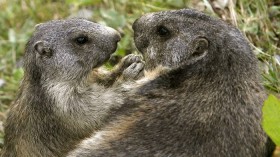 Marmots