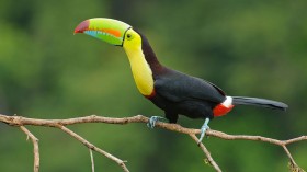 Toucan