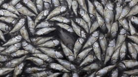 Dead fish are seen at the Rodrigo de Freitas lagoon in Rio de Janeiro, March 14, 2013.