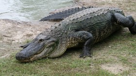 Alligator