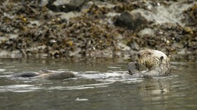 Sea Otters