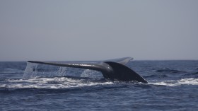 Blue Whale