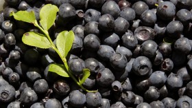 Blueberries 