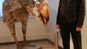 Terror Bird 