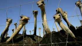 Ostrich Industry Threatened By Avian Flu