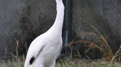 Whooping Crane