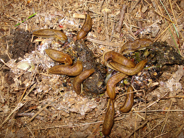 Slimy Predators! Rare Carnivorous Slugs Ruthlessly Attack Baby Birds in ...