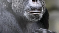 Chimpanzee