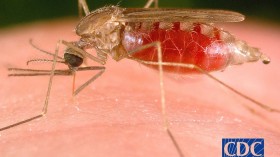 Anopheles Freeborni Mosquito Pumping Blood