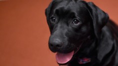 American Kennel Club Presents The Nation's Most Popular Breeds Of 2015