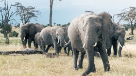 African Elephants in Sweetwater National Parks Kenya