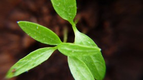 Plant sprouting