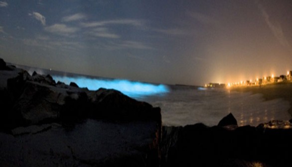 Bioluminescence