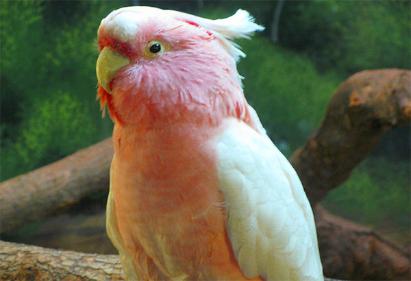 rose breasted cockatoo chicago