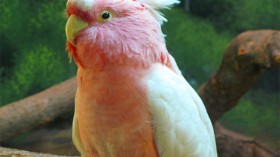 cockatoo