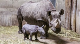 Eastern black rhino 