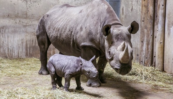 Eastern black rhino 