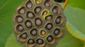 Lotus- Dry seed pod