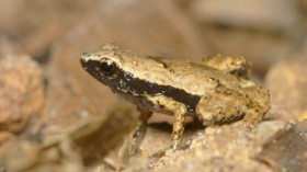 Photo of a male Gardiner’s Frog (S. Gardineri) taken in its natural habitat of the Seychelles Islands. 