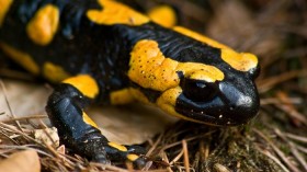 Fire salamander