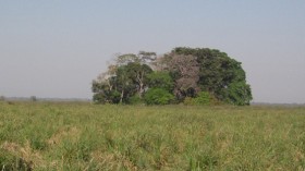 Panorama of SM1 (Isla del Tesoro) and surrounding savannah (view towards the SW)