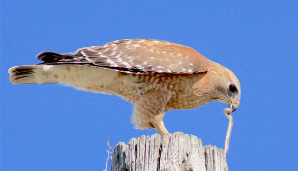 Hawk eating