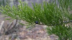 Eastern red cedar