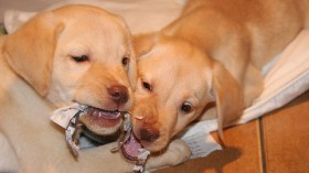 Yellow labrador puppies