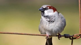 The researchers found that birds such as the black starling and house sparrow advance their singing early hours by the sound