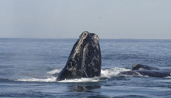 North Atlantic Right Whale