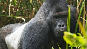 Eastern lowland gorilla