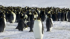 Emperor Penguins