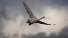 Bewick's Swans Begin Their Annual Migration From Arctic Russia