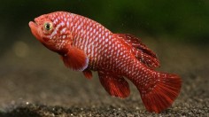 Male annual fish. The tiny annual fish of Africa live in temporary puddles created by seasonal rainfall, and so must grow and reproduce quickly in order to lay their eggs before the water dries up