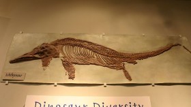 Ichthyosaur